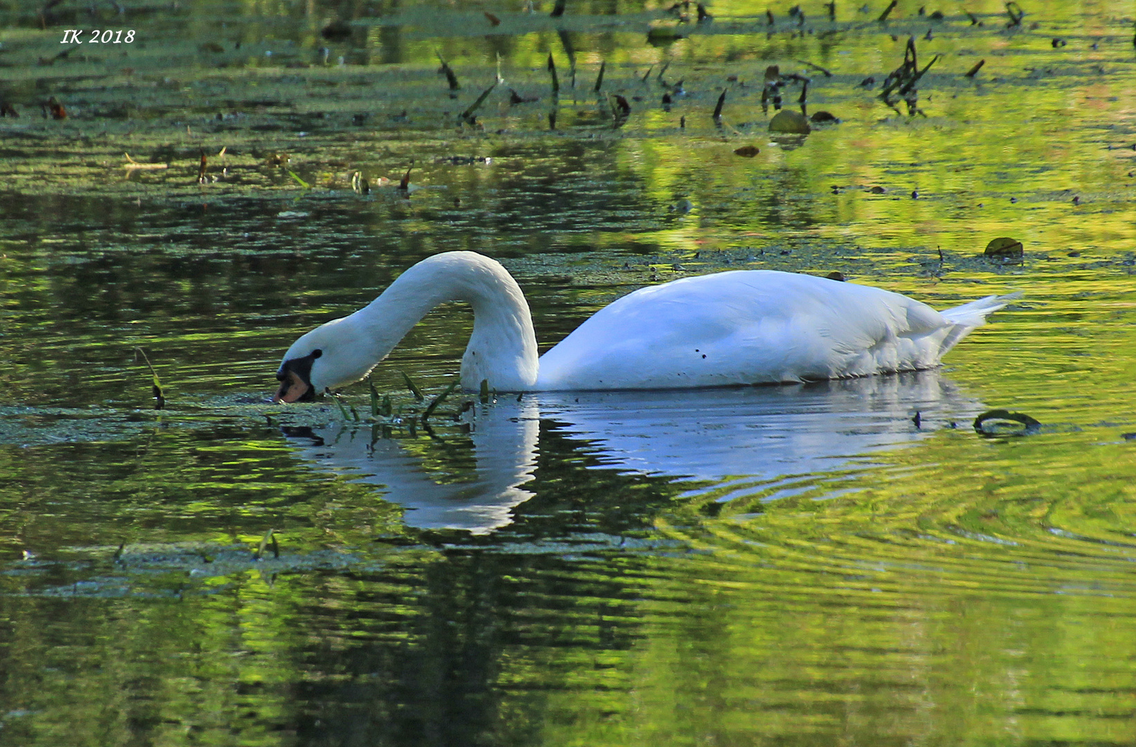 Schwan zum Spiegeltag