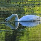 Schwan zum Spiegeltag