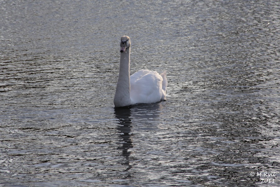 Schwan zum Zweiten