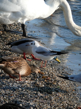 Schwan, zwei Stockenten (Weibchen und Männchen) und immature Lachmöve (Larus ridibundus)