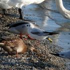 Schwan, zwei Stockenten (Weibchen und Männchen) und immature Lachmöve (Larus ridibundus)