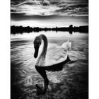  Schwan_03