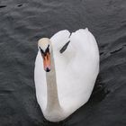 Schwan1