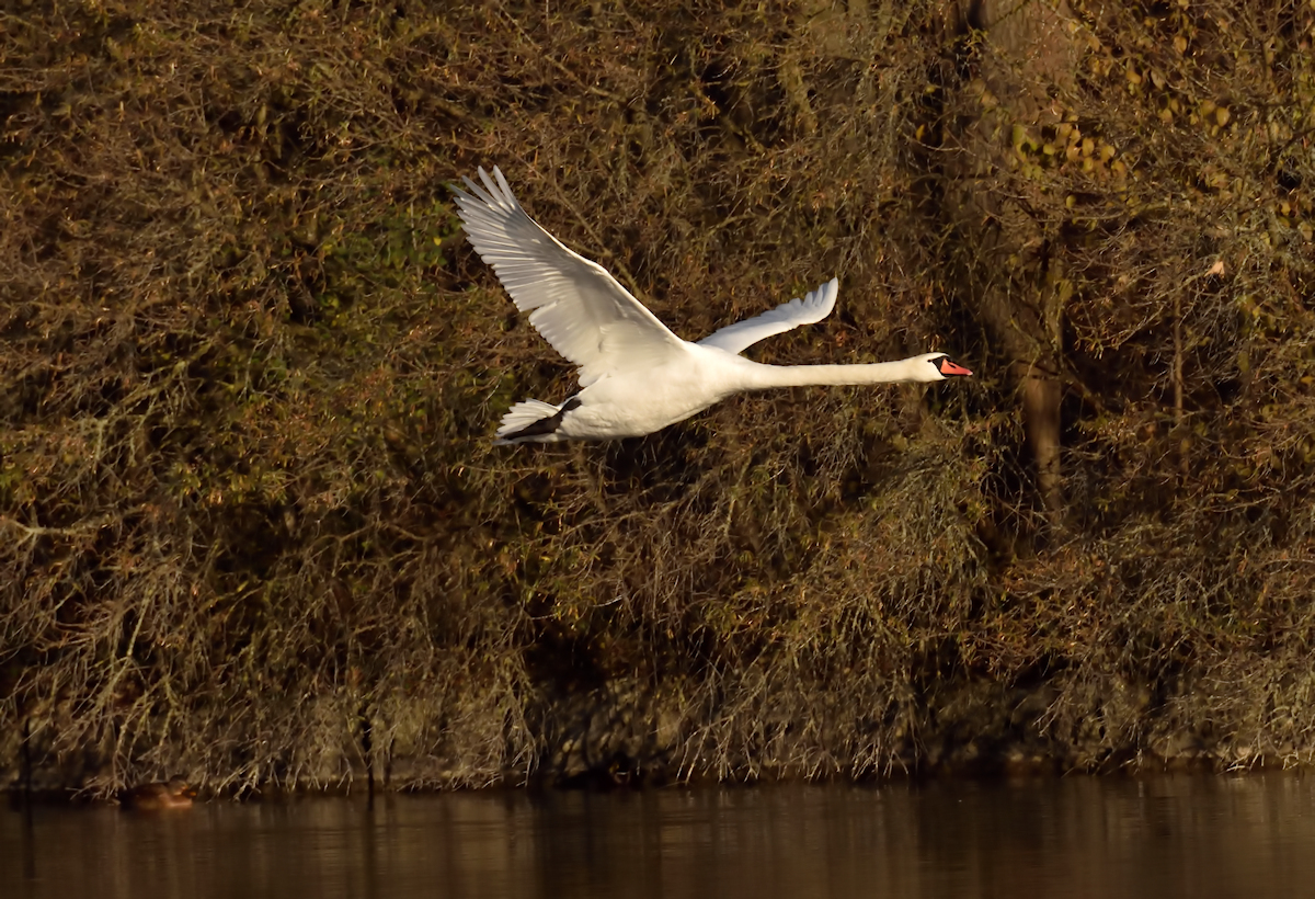 Schwan181118_DSC8723_003