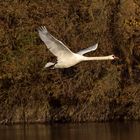 Schwan181118_DSC8723_003