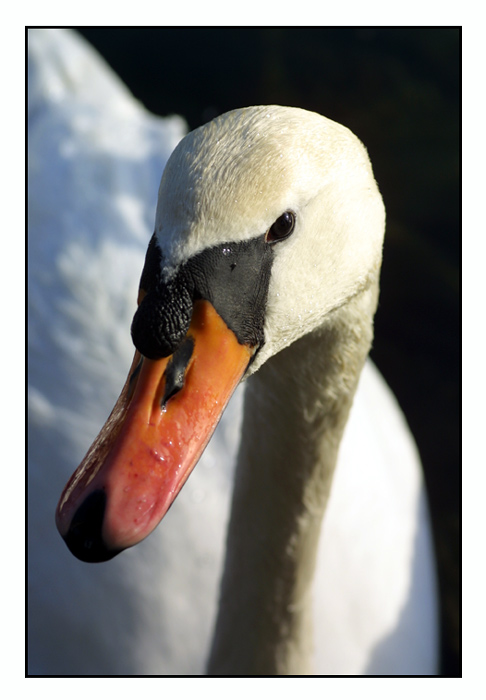 Schwan2 ( Portrait )