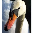 Schwan2 ( Portrait )