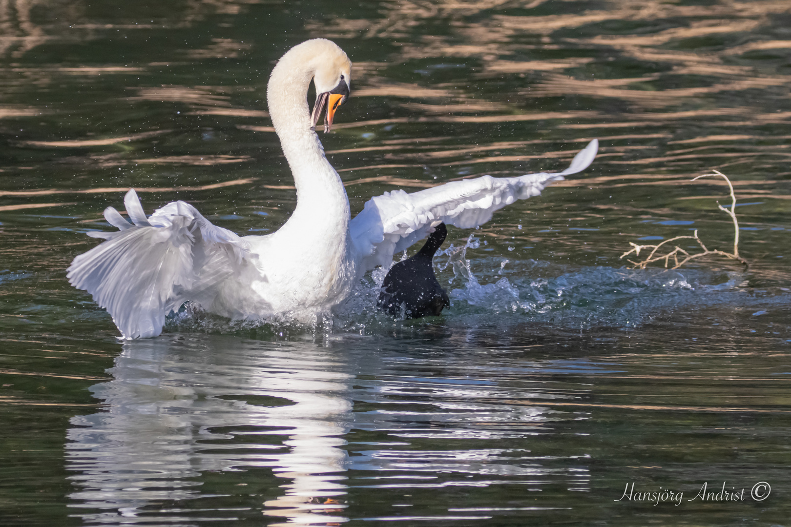 Schwan&Blässhuhn