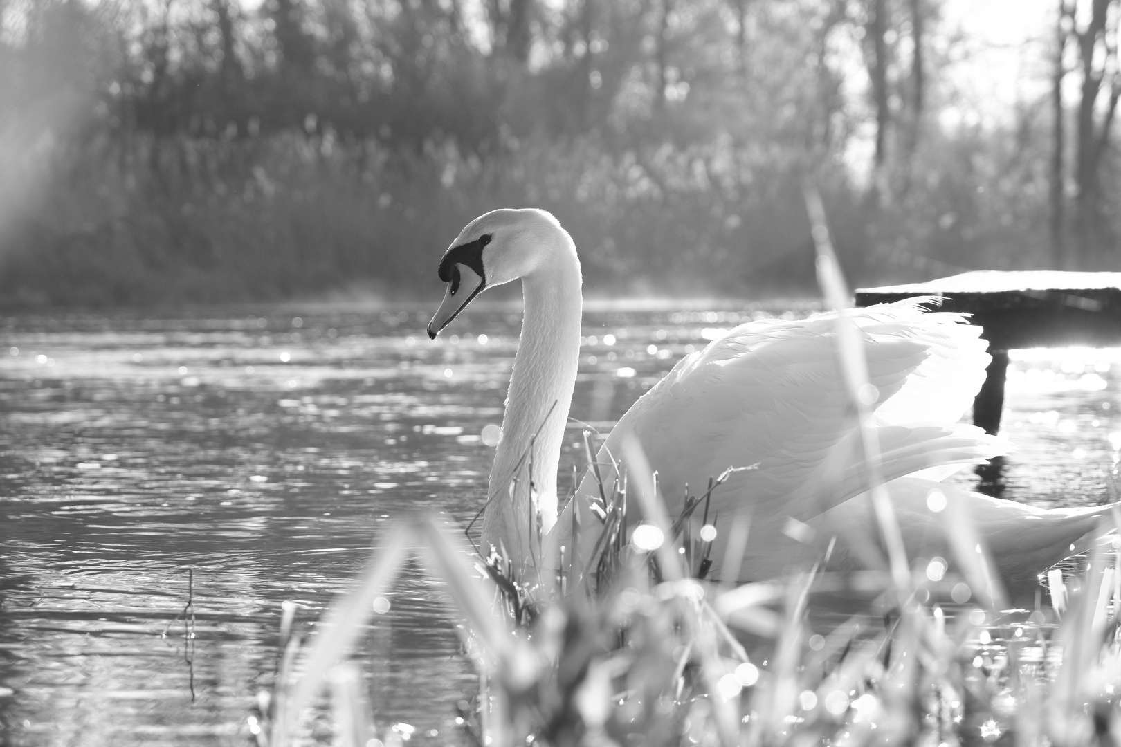 ....Schwan...b&w