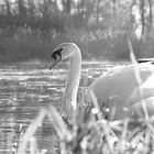 ....Schwan...b&w