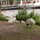 Schwandenfamilie an der Alster