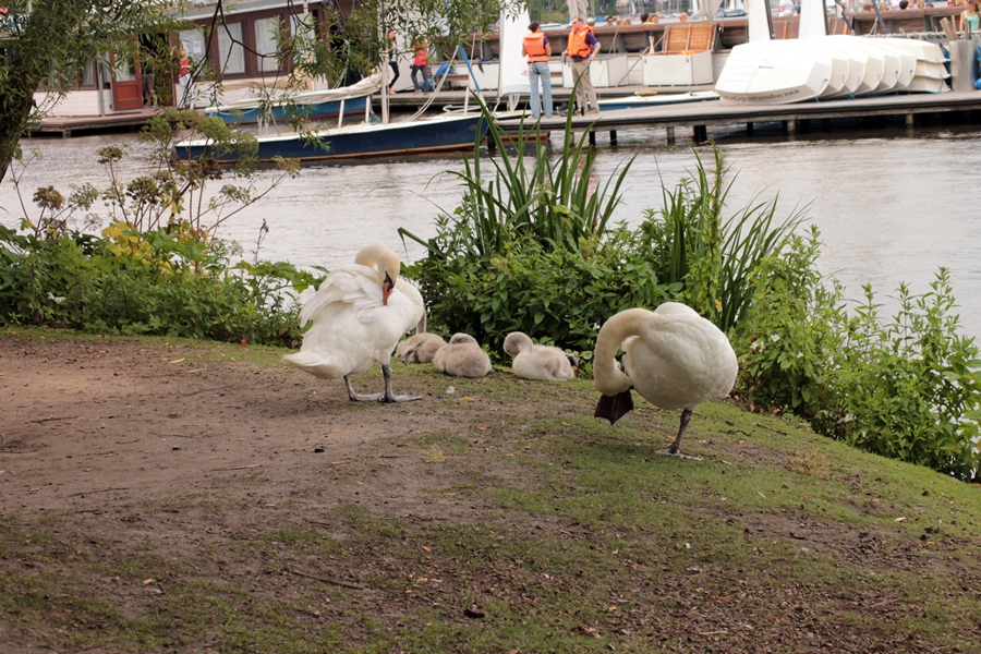 Schwandenfamilie an der Alster