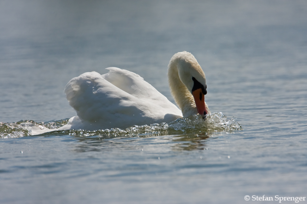 Schwanen Attacke