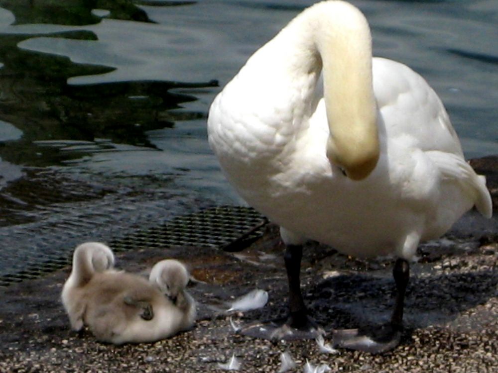 Schwanen-Babys von nana-su