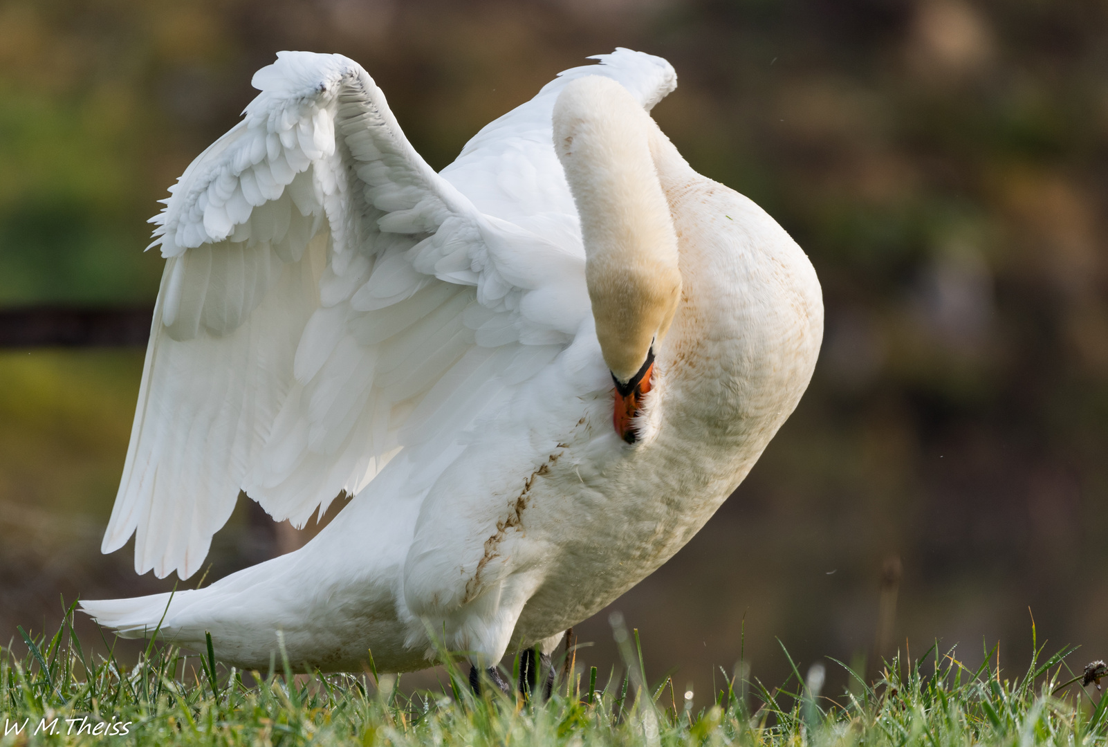 Schwanen Ballet