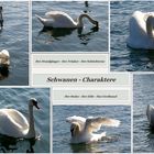 Schwanen-Charaktere