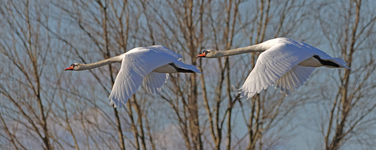 Schwanen Duo