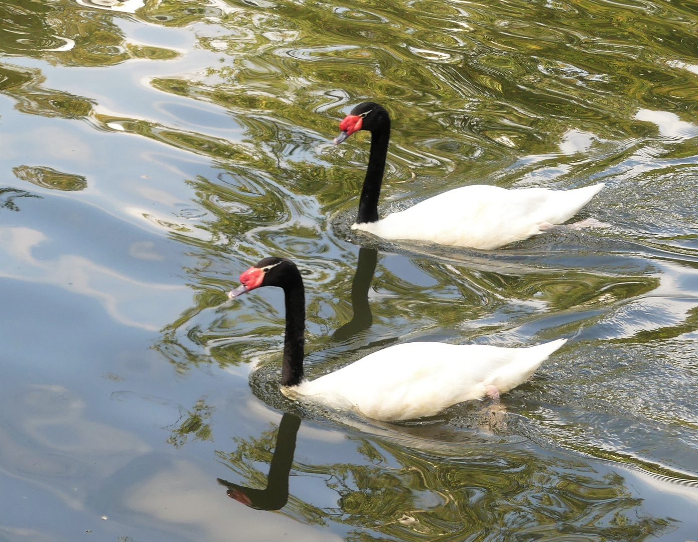 Schwanen - Duo zum Spiegeltag