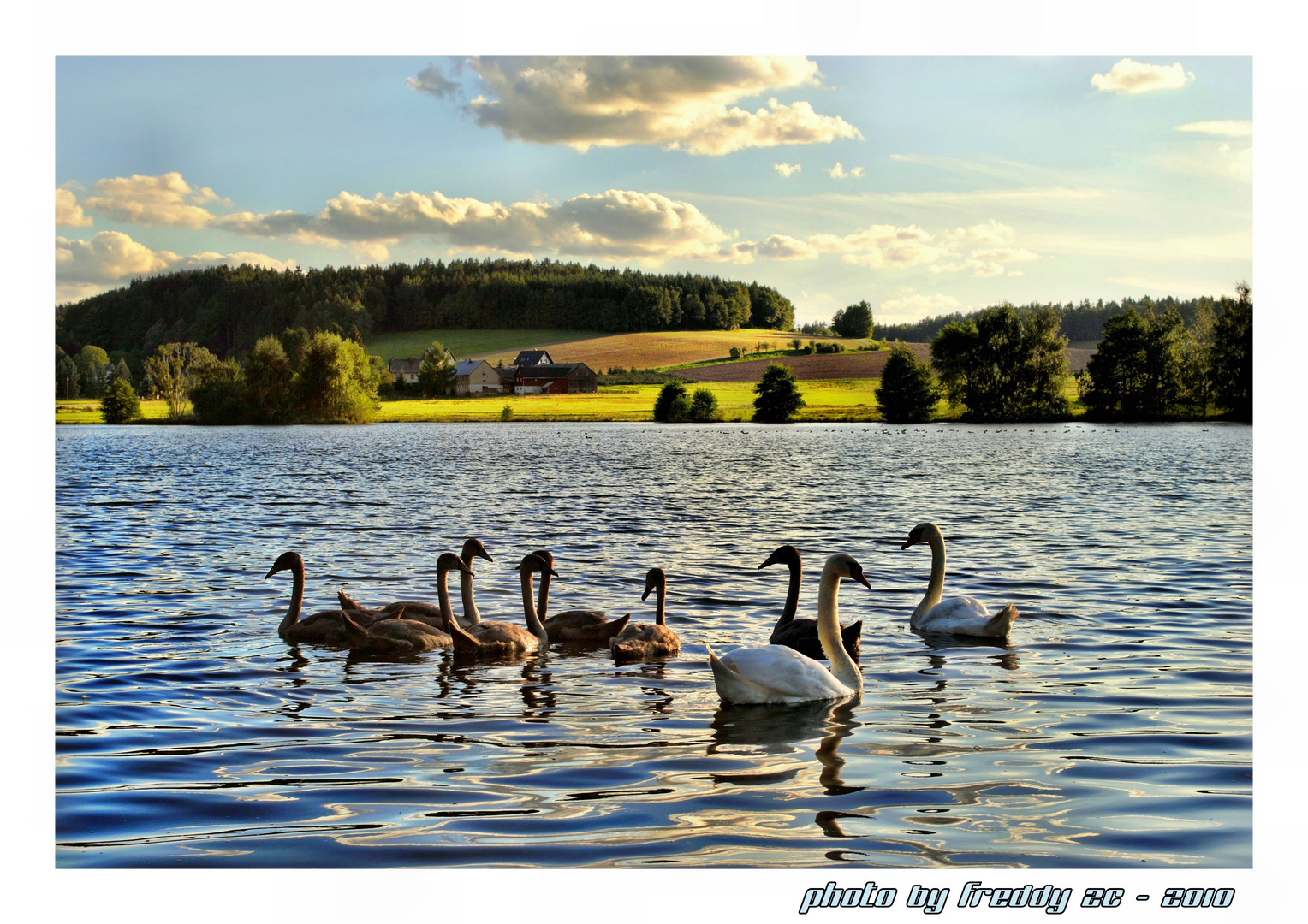 Schwanen-Ensemble im See