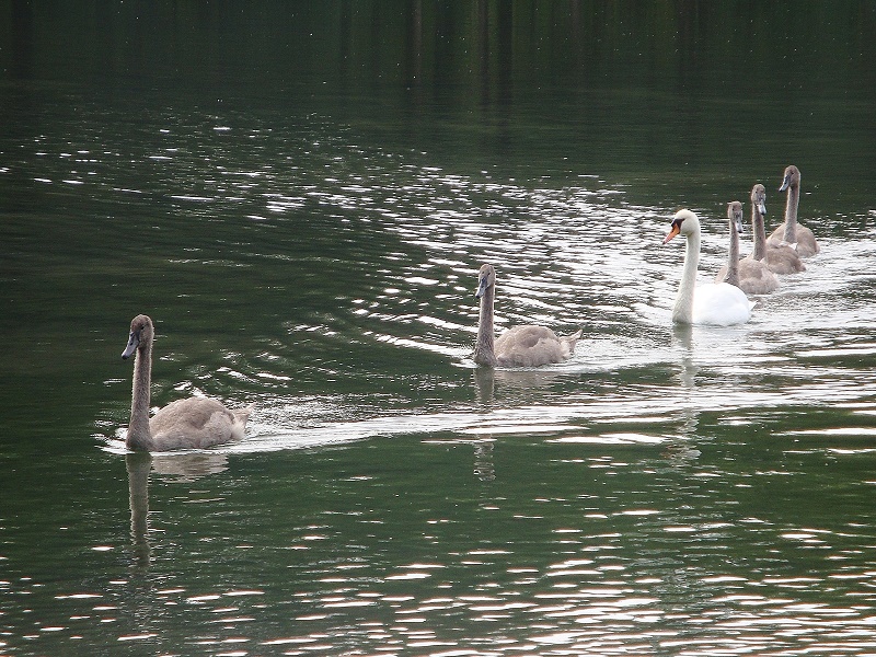 Schwanen Familie