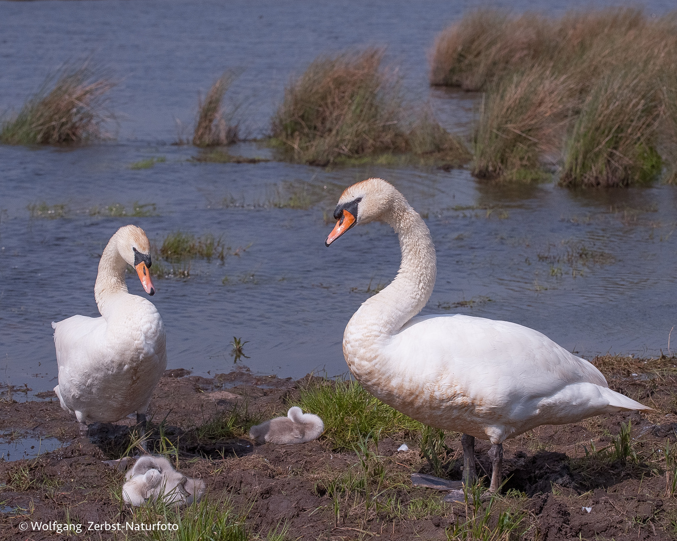 -- Schwanen Familie -- Foto & Bild | fotos, world, natur Bilder auf fotocommunity
