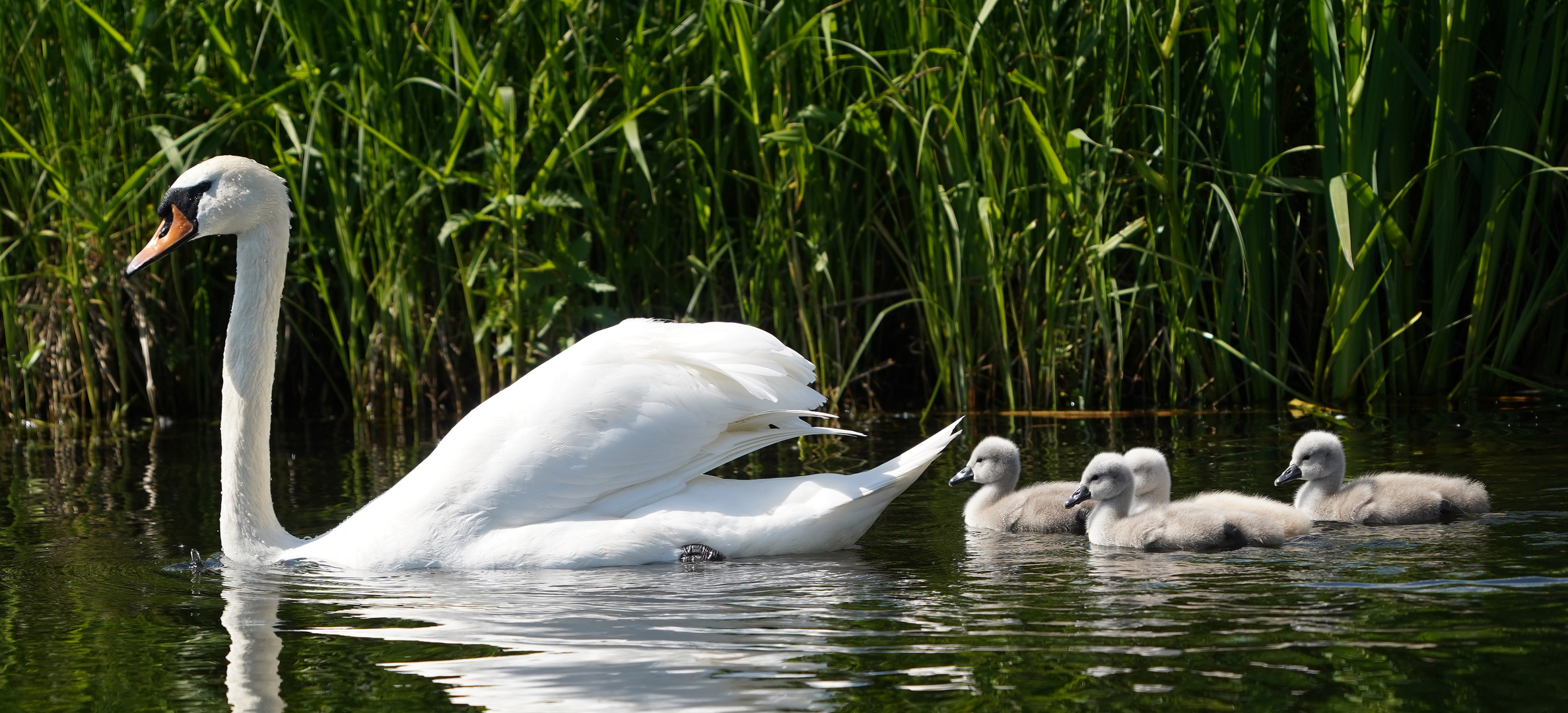 Schwanen Familie.