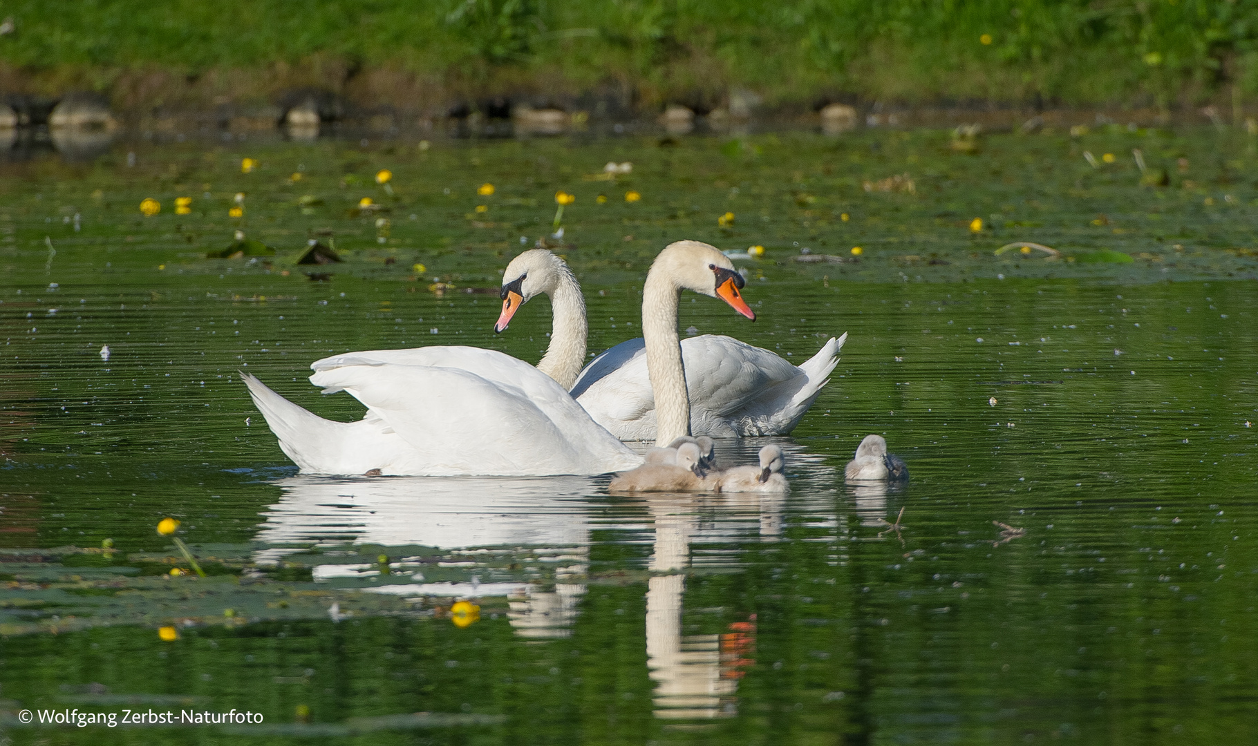 - -- Schwanen Familie ---  ( Cygnus olor )