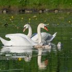 - -- Schwanen Familie ---  ( Cygnus olor )