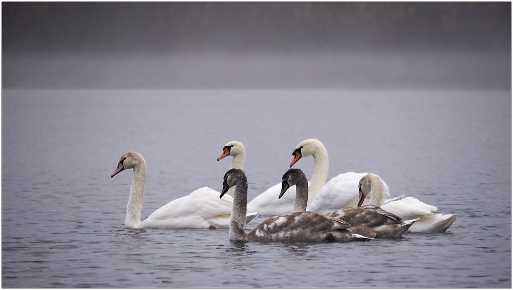 Schwanen-Familie im Morgennebel