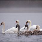 Schwanen-Familie im Morgennebel