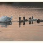 Schwanen Familie in der Abenddämmerung #39