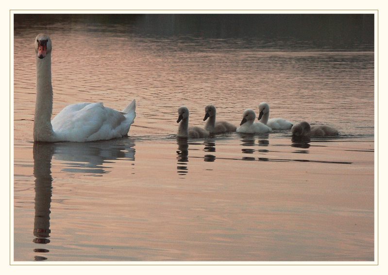 Schwanen Familie in der Abenddämmerung #39