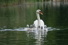 Schwanen-Familienglück