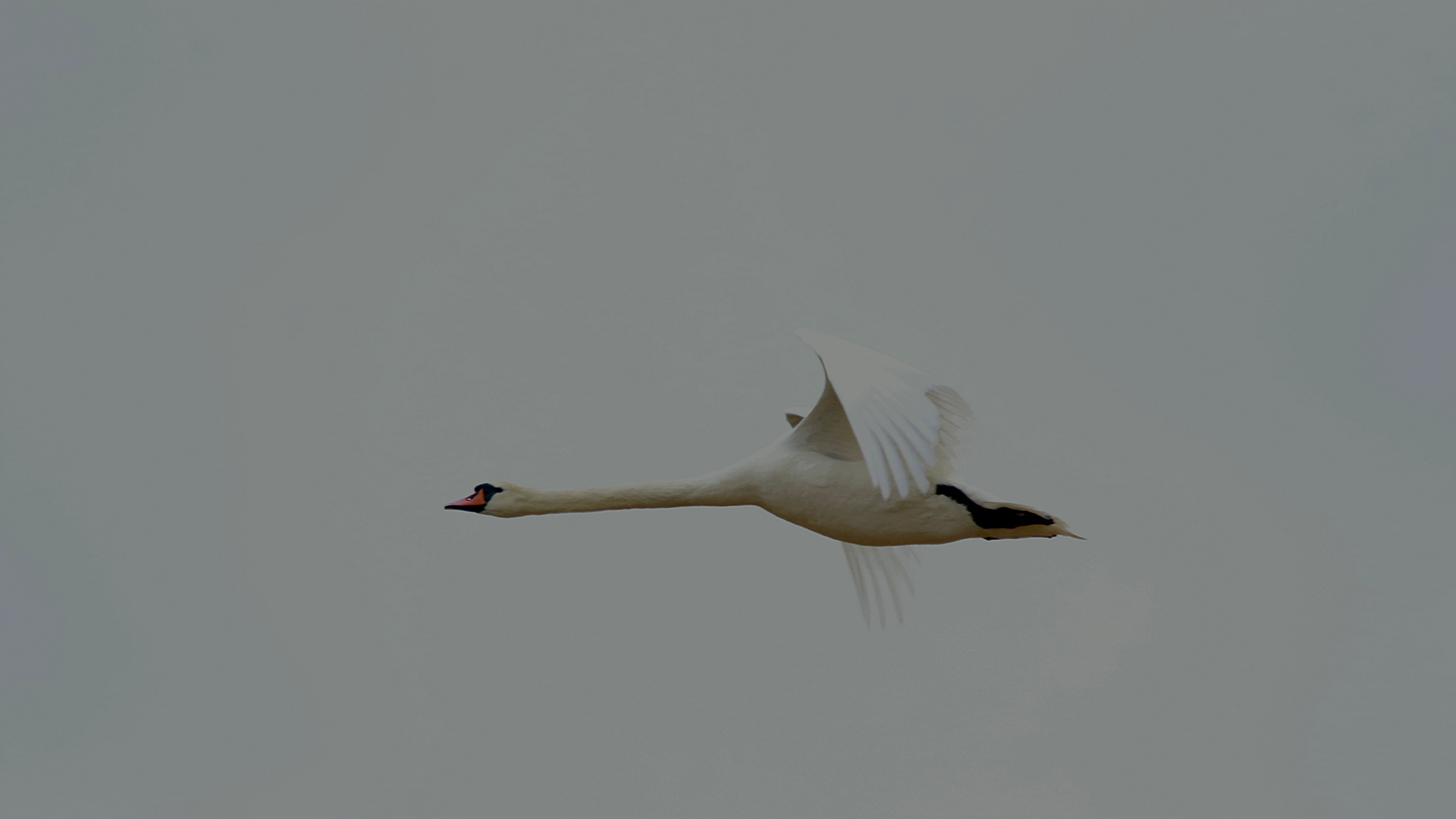 Schwanen Flug über dem See 