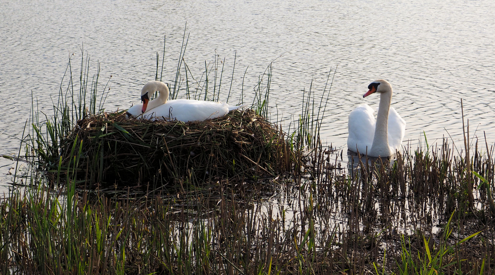 Schwanen Idylle