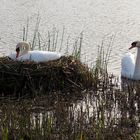 Schwanen Idylle