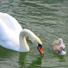 Schwanen Mamma mit Jungen