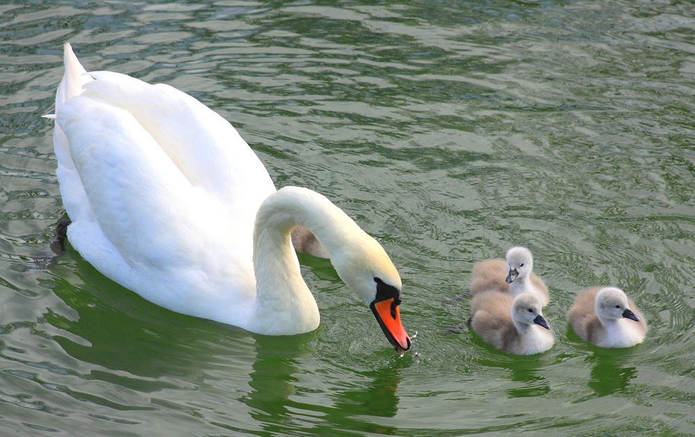 Schwanen Mamma mit Jungen