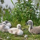 Schwanen-Nachwuchs in den Lechauen