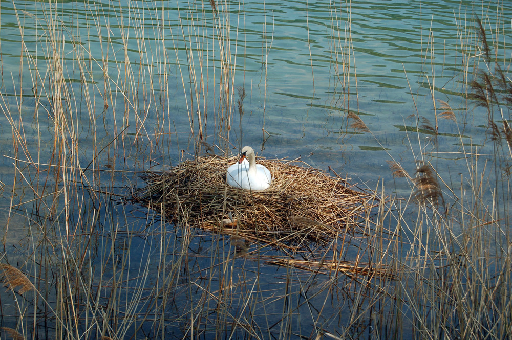 Schwanen-Nest