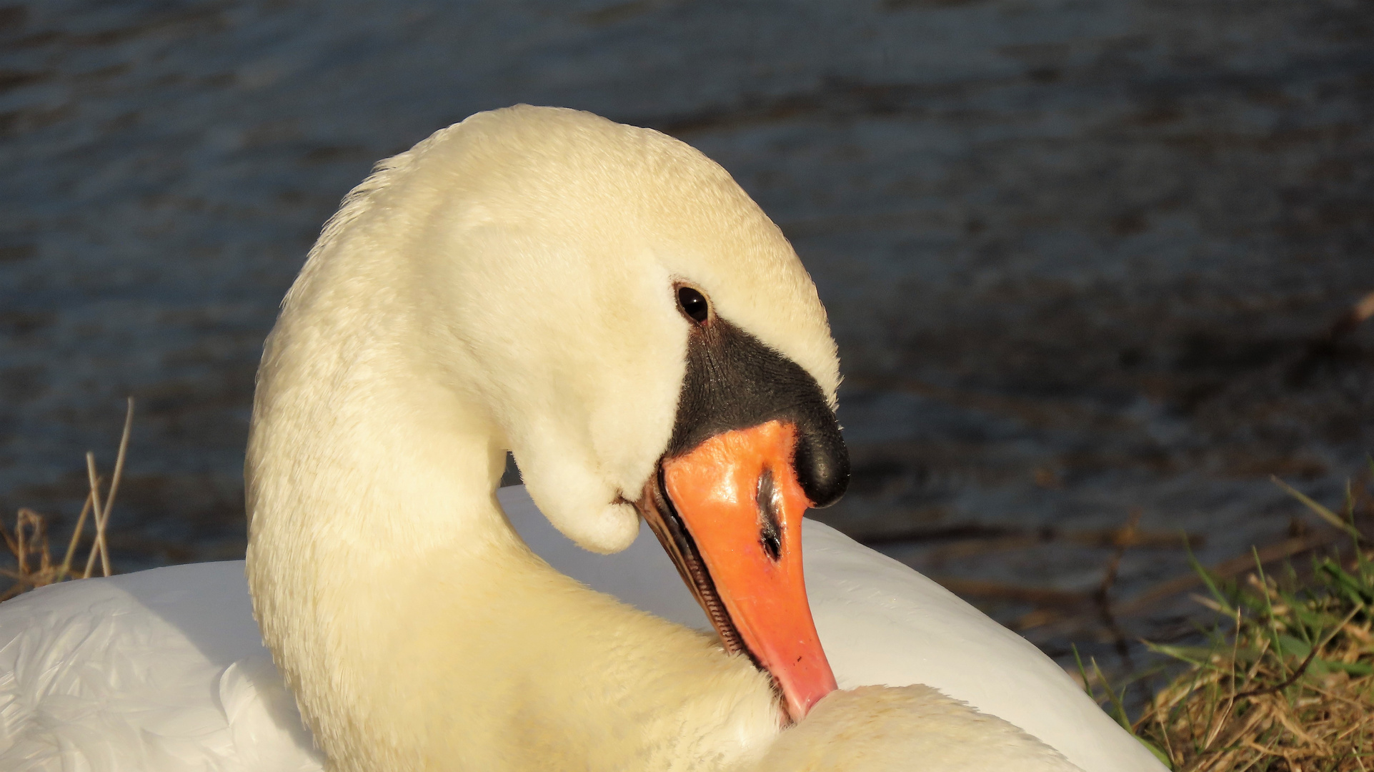 Schwanen-Portrait