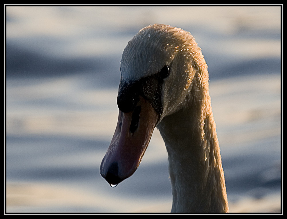 Schwanen-Portrait