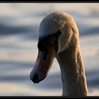 Schwanen-Portrait