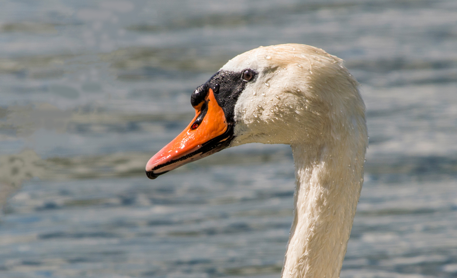 Schwanen - Portrait