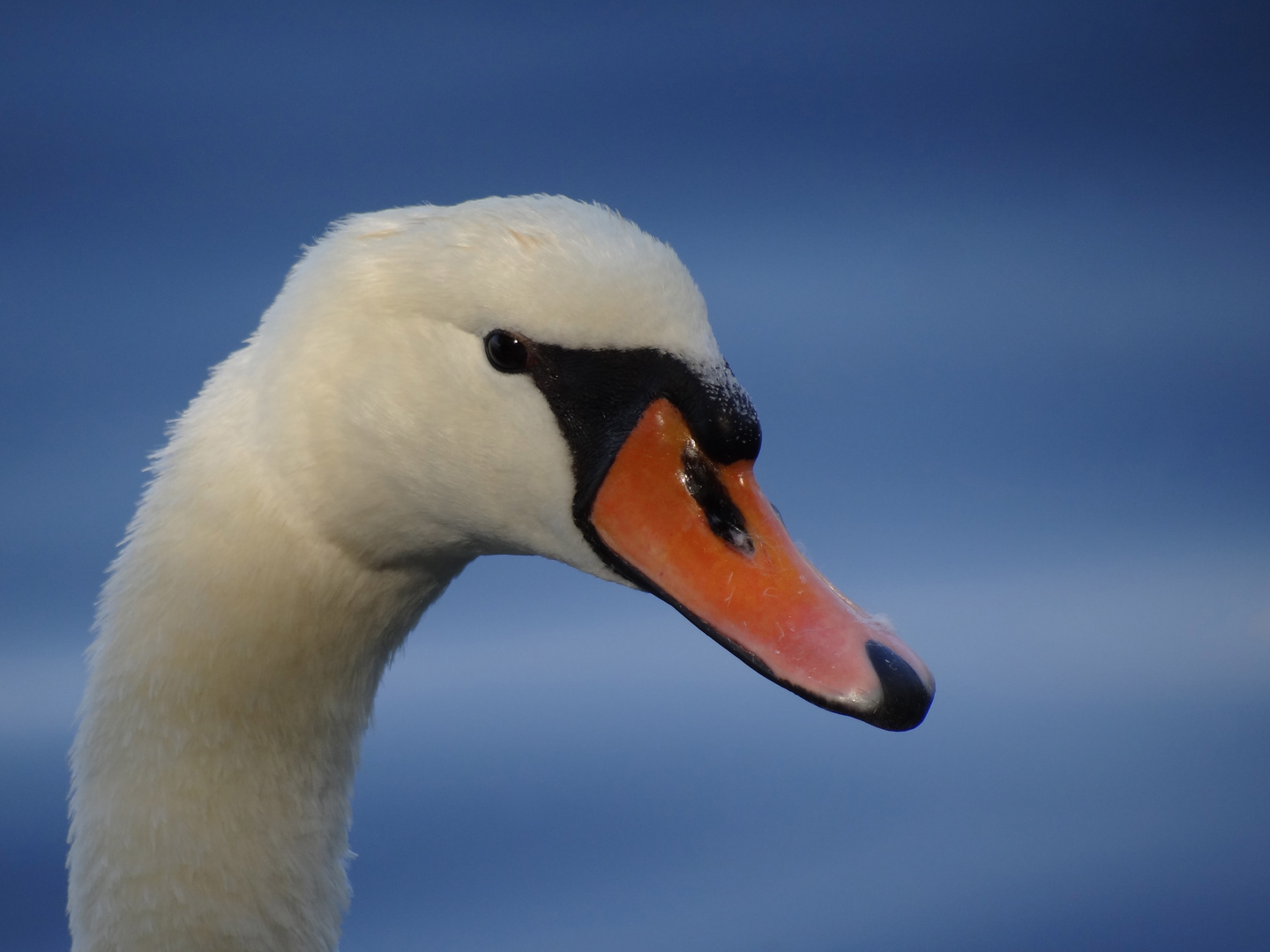 Schwanen-Portrait