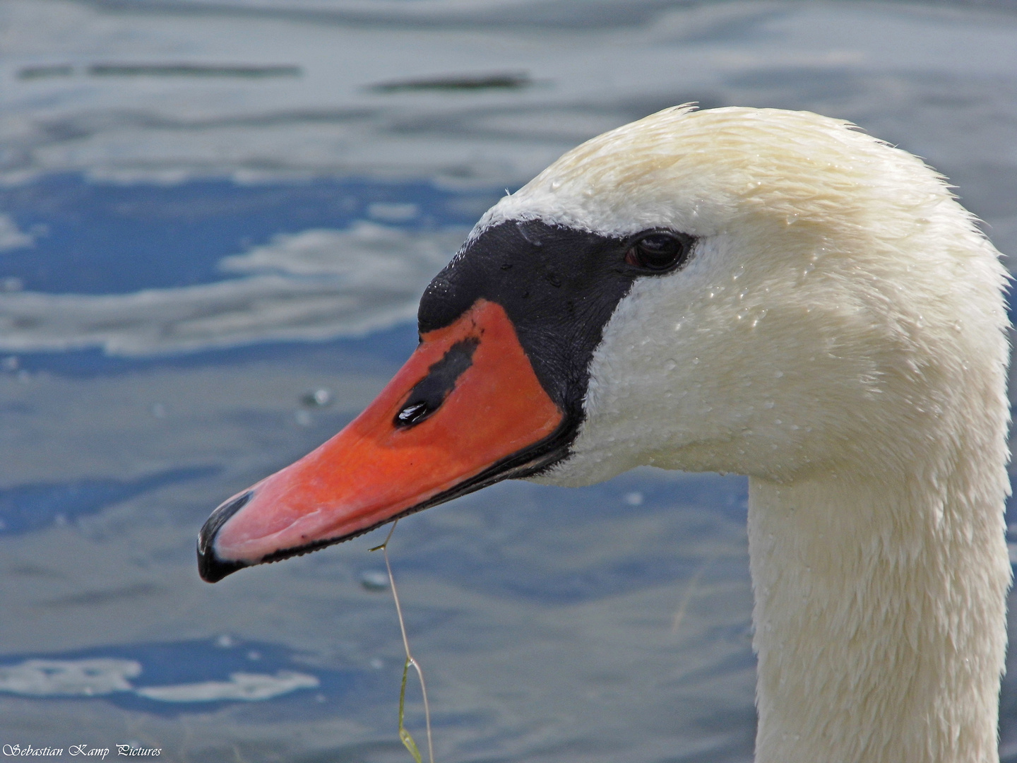 Schwanen Portrait