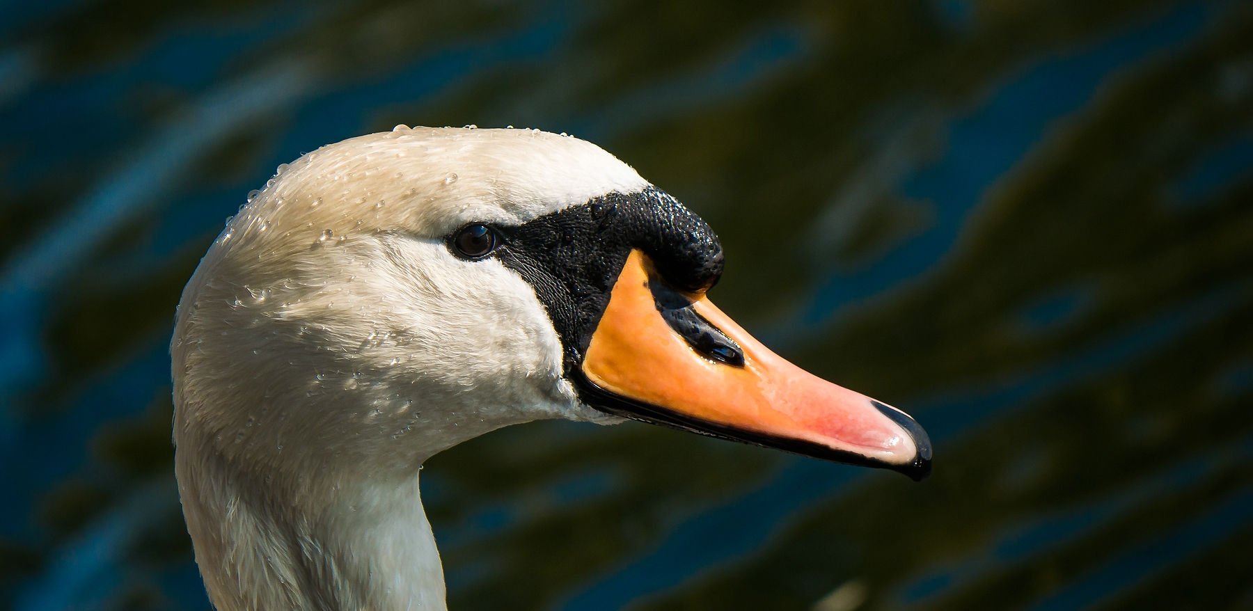 Schwanen-Portrait  auch nochmals