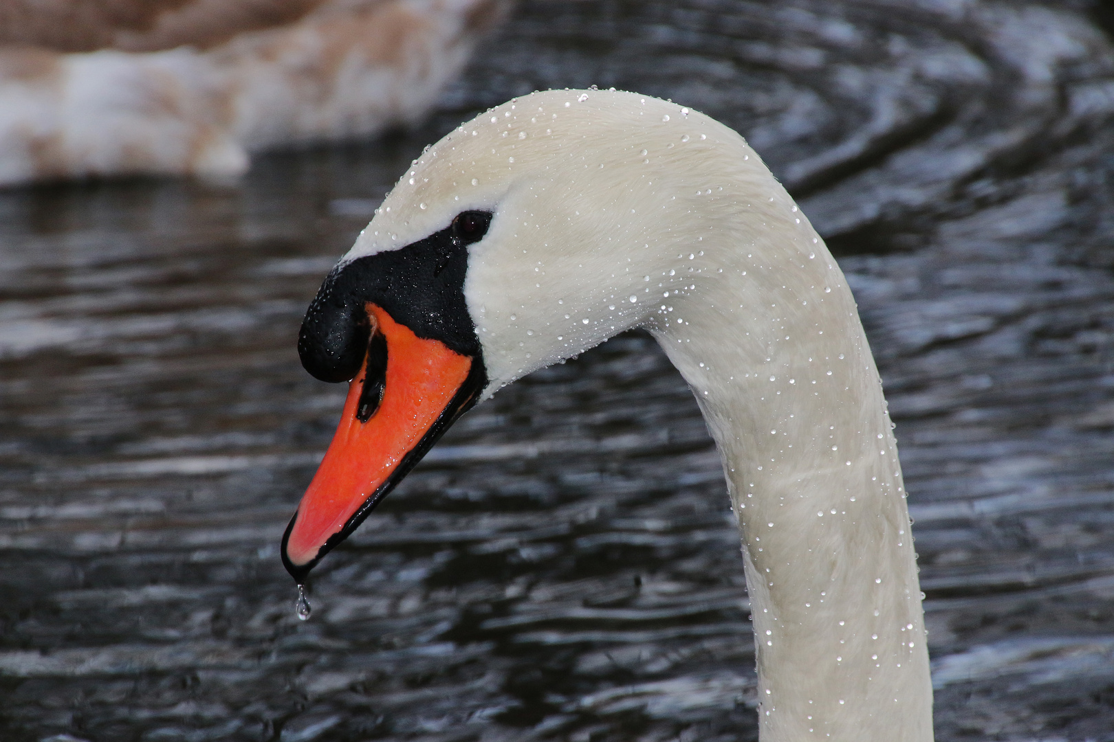 Schwanen Portrait