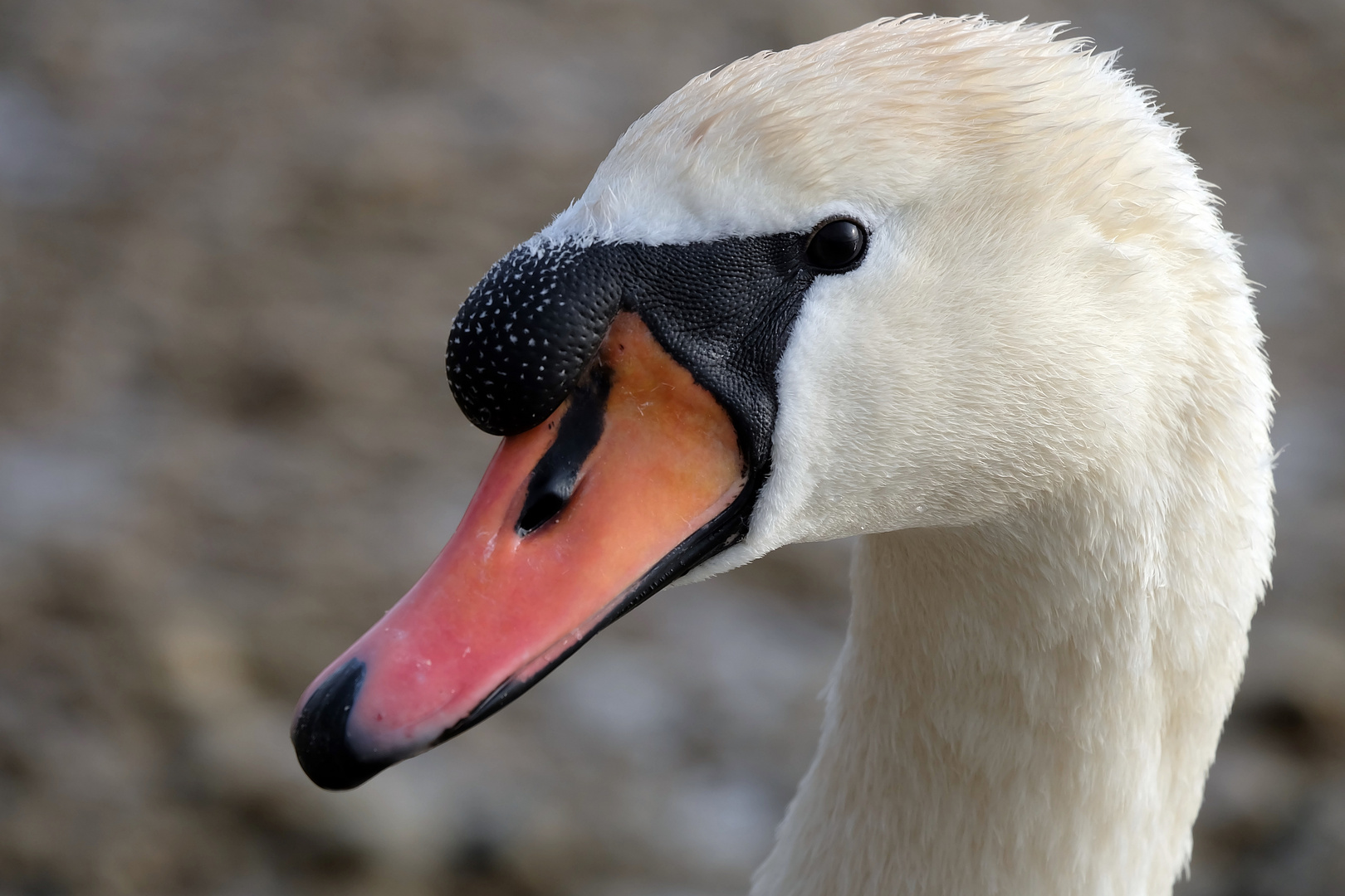 Schwanen Portrait