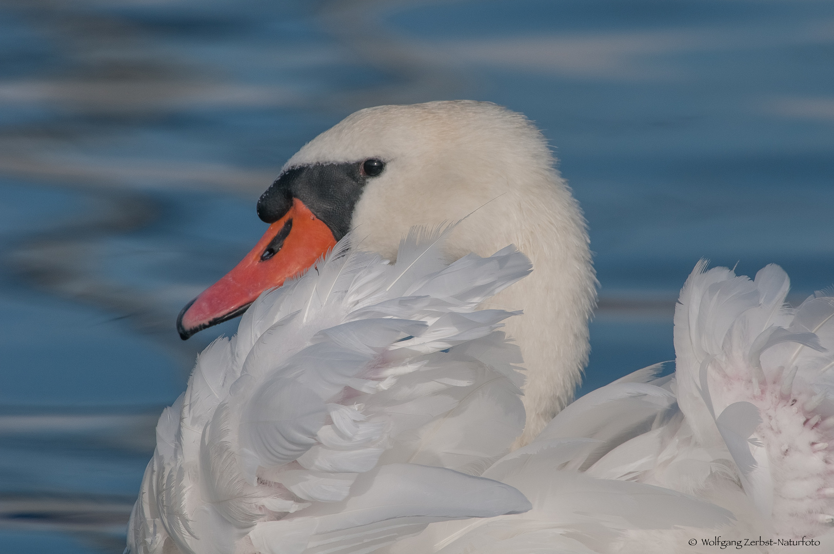 - Schwanen Portrait -